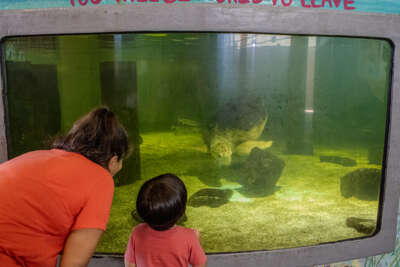 A woman and a young child are observing sea creatures in a...