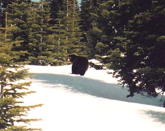 bear bear