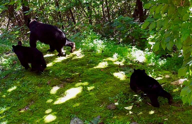 Enjoy Sightings of Bears During Stay. Enjoy Sightings of Bears During Stay.