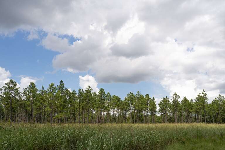 Food Plot and Piney Woods