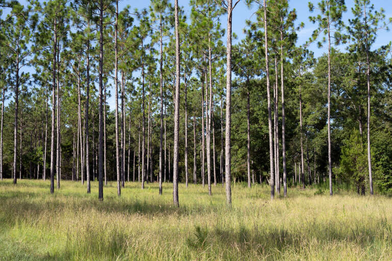 Piney Woods Piney Woods
