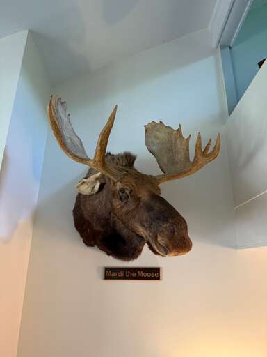 MEET MARDE THE MOOSE   - 10 VALLEY VILLAGE MEET MARDE THE MOOSE   - 10 VALLEY VILLAGE