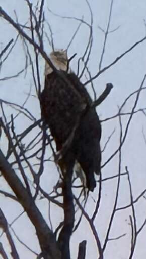Bald Eagle in Angola, NY