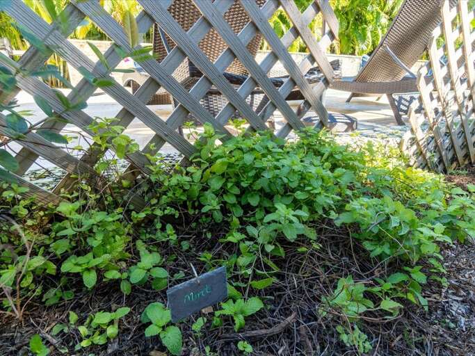 One of the many herbs available to you at Casa Felix