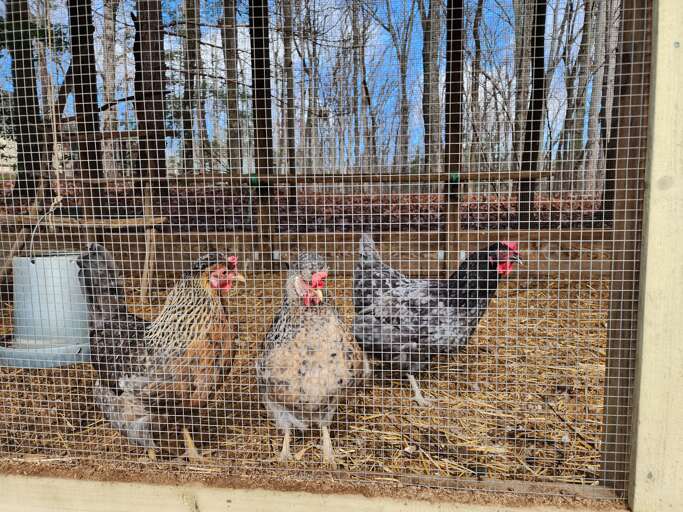 Chickens at Storybrooke Place