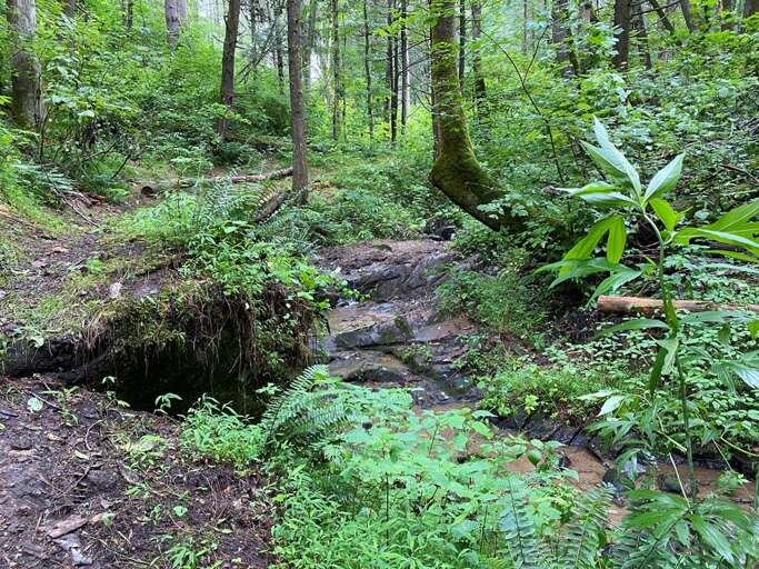 Creek Trail at Trail Time