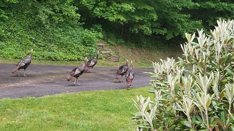 Turkey Sightings