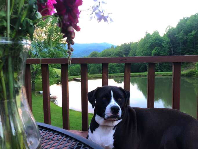 Pet Friendly Cabin