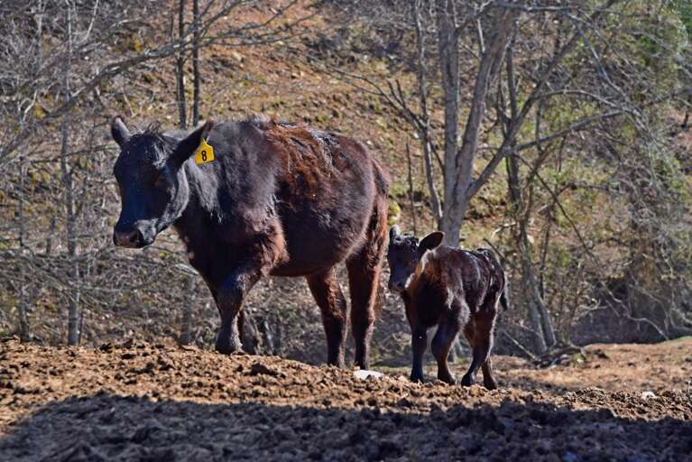 Farm Animals