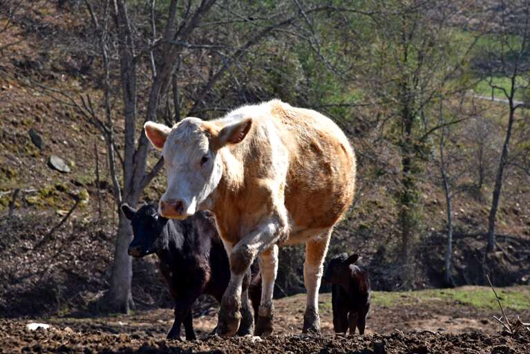 Farm Animals