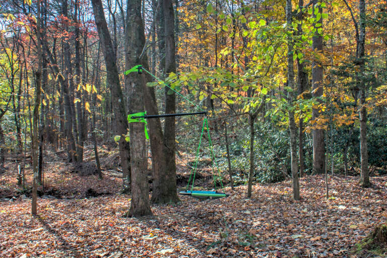 Tree Swing
