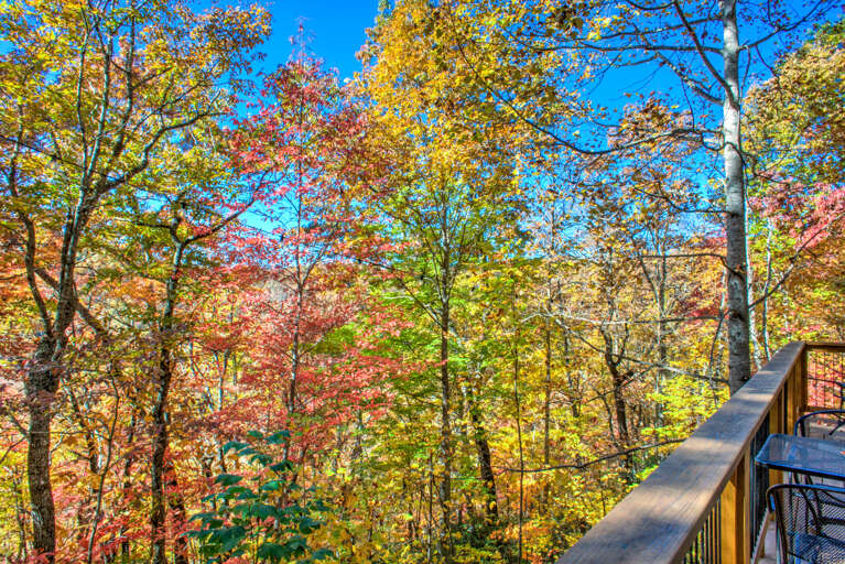 Fall Foliage Fall Foliage