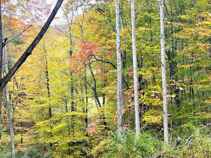 Fall Foliage at Pisgah Pines