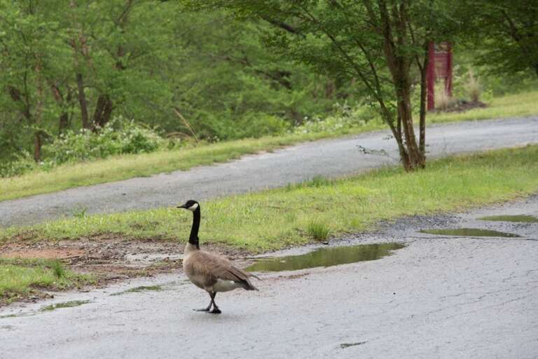 You will likely come across wildlife