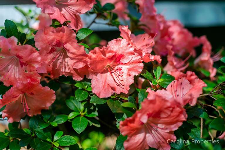 Beautiful Azelea bushes