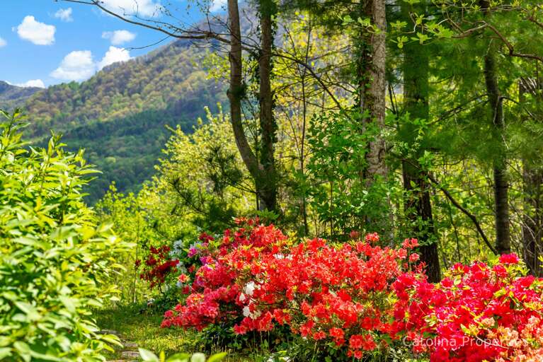 Beautiful azalea bushes bloom in the spring