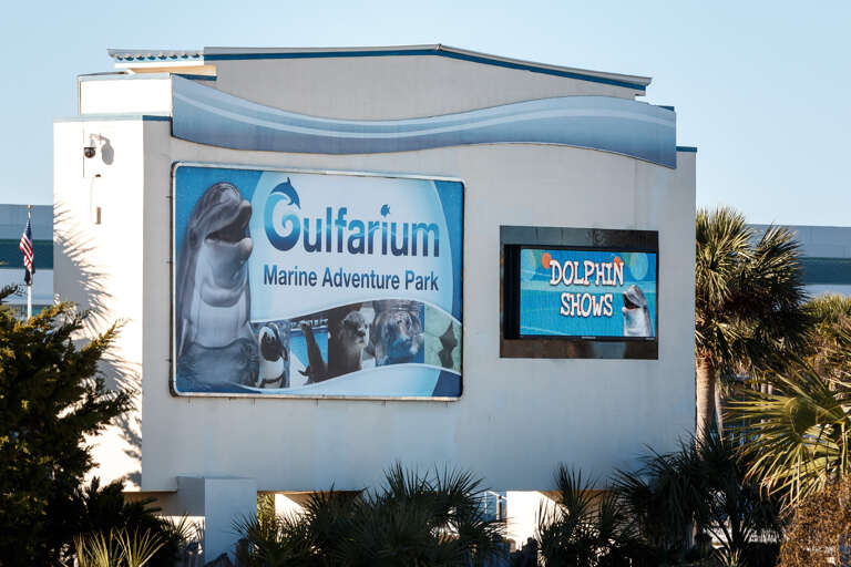 Interact with Dolphins...kids will love the show!
