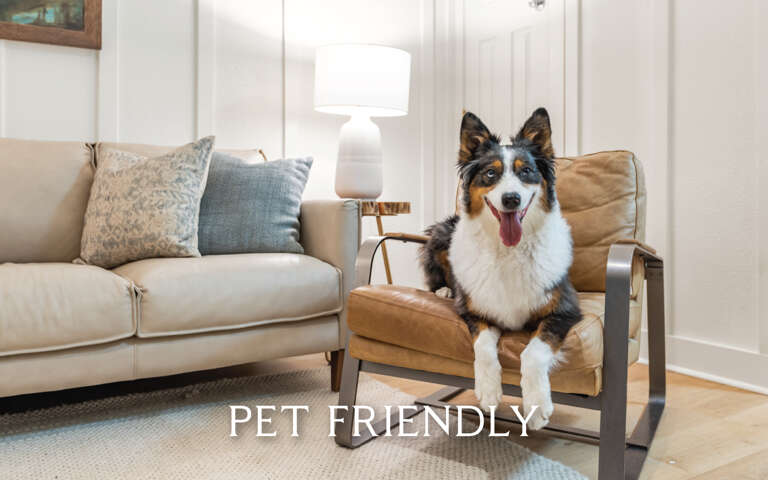 Dog Sitting On Armchair In Living Room With Pet Friendly Text