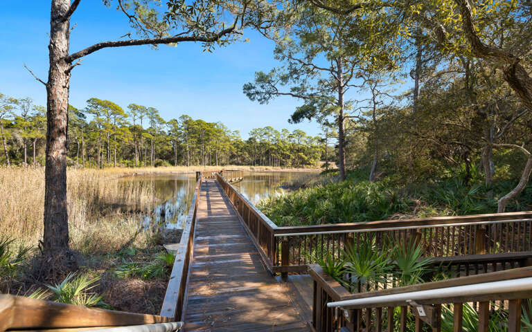 Wooden boardwalk winds through pristine wetlands surrounded by towering pines and coastal vegetation under clear blue skies.