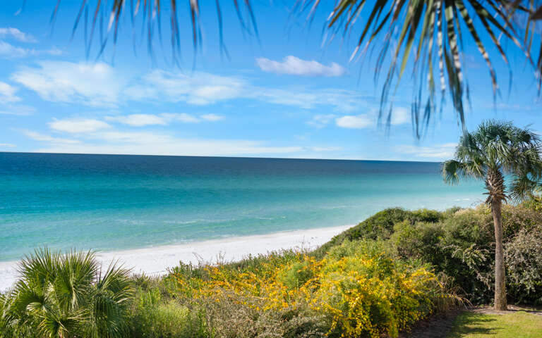 Palm-pierced Panorama, Seascape Serene, Sandy Shore Slice
