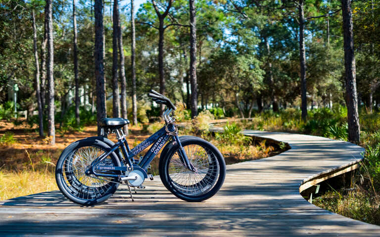 Bicycle By Bending Boardwalk Through Sunlit Trees