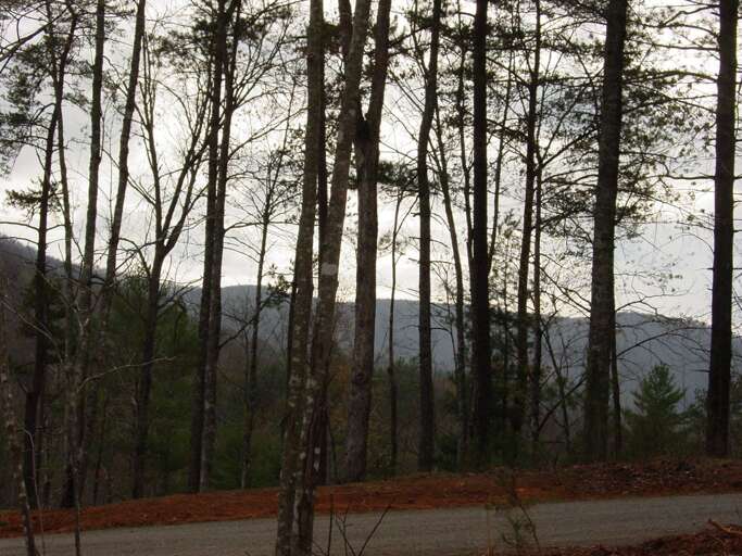 Mountain View from Entry side of Cabin