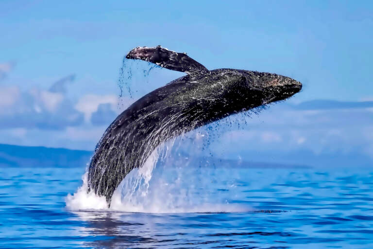 Whale watching
