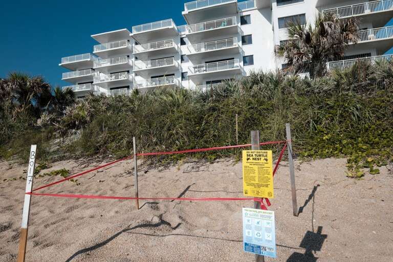 Turtle nests can be found along New Smyrna Beach every year during turtle season