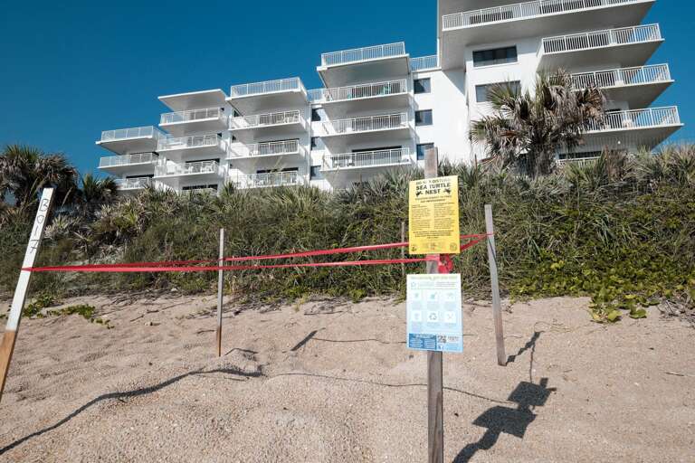 Turtle nests can be spotted along New Smyrna Beach during turtle season