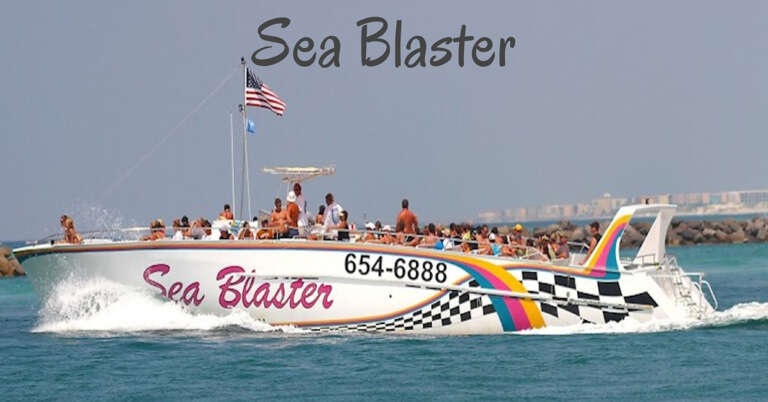 Free Adult Ticket on Dolphin Cruise in Season