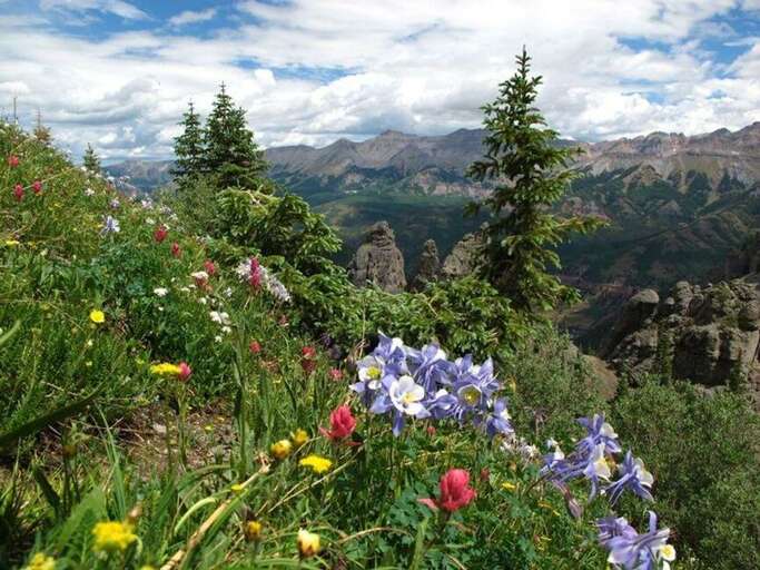 Wildflowers bloom everywhere in the summertime!