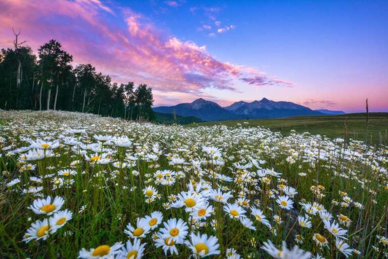 Flower Season in the San Juan's. Flower Season in the San Juan's.