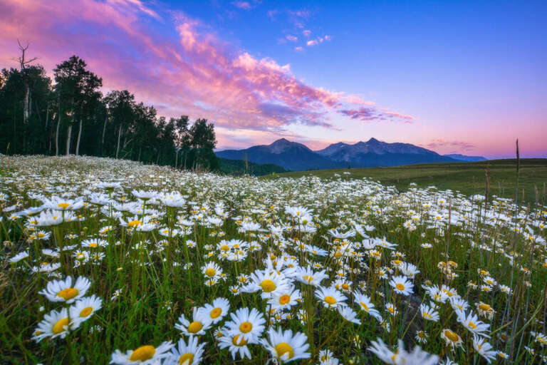 Wild Flower season in Colorado is one of the most beautiful times of the year.