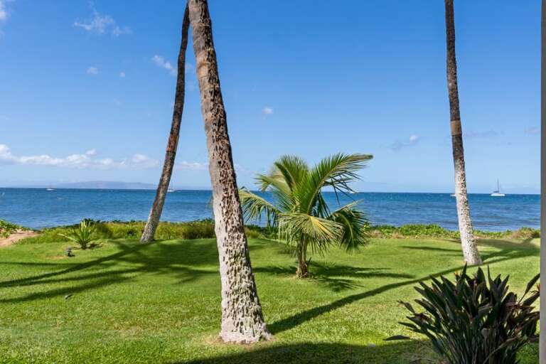 Palm Trees And Grass Overlooking Serene Sea Scene