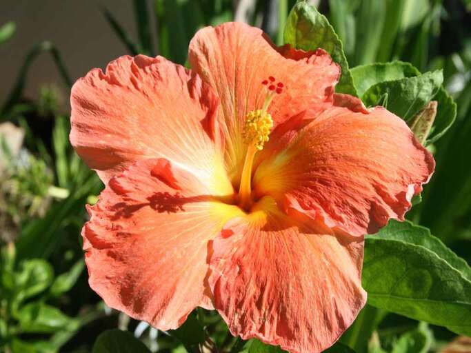 30 WAILEA ELUA, #0106