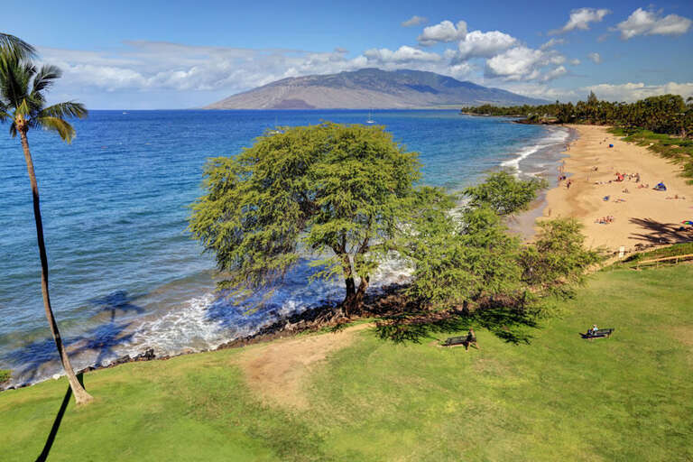 Breezy Beach, Blue Sea, Lush Tree, Sandy Shore