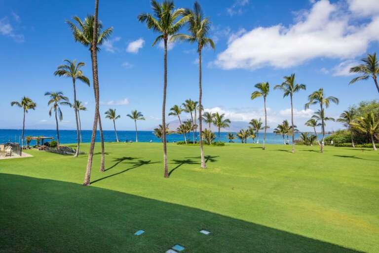 Palm Trees Tipping Towards Tropical Blue Seas, Green Grass Greets Ocean Breeze