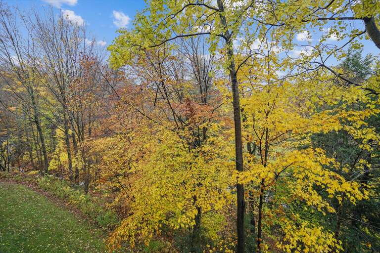 Peaceful Woodland Views
