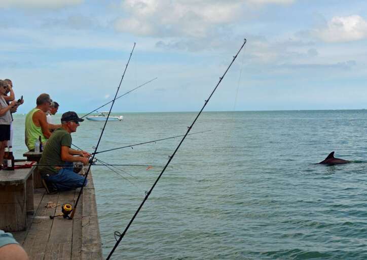 Dolphins at Play at the Rod & Reel