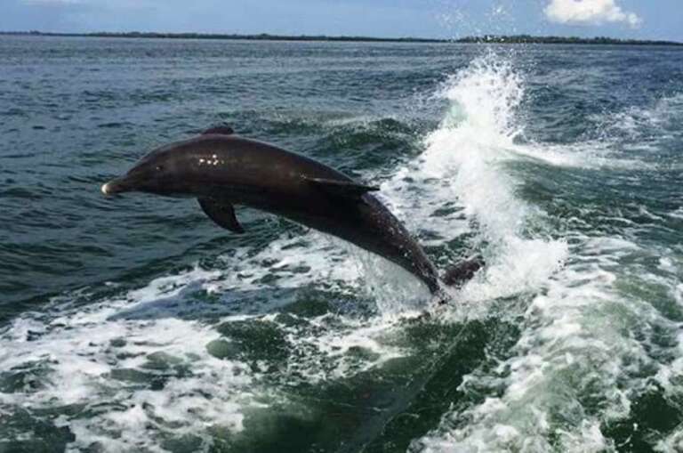 Book a Dolphin Tour