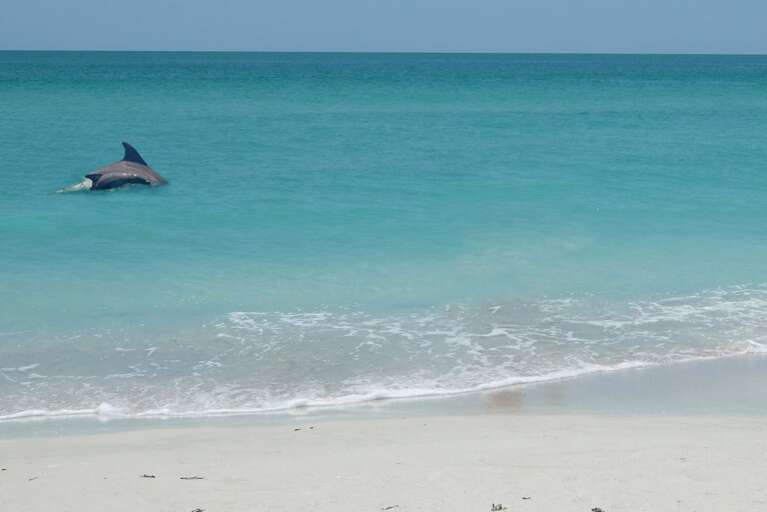 Catch Dolphin Playing in the Surf
