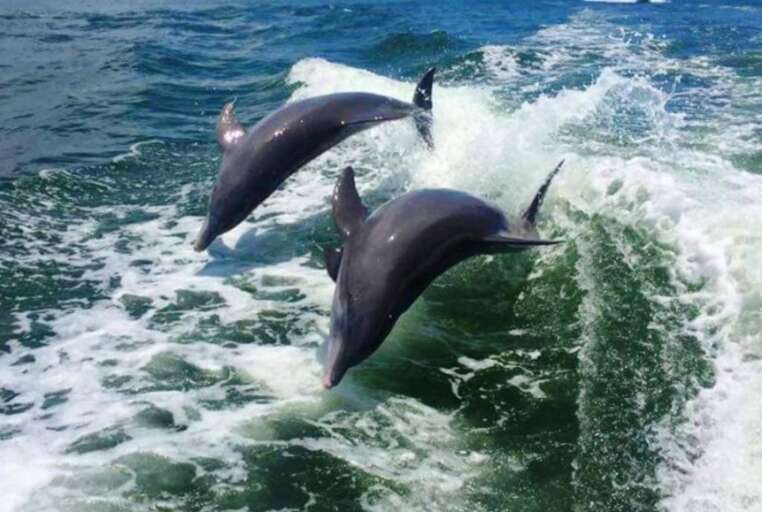 Take a Dolphin Cruise