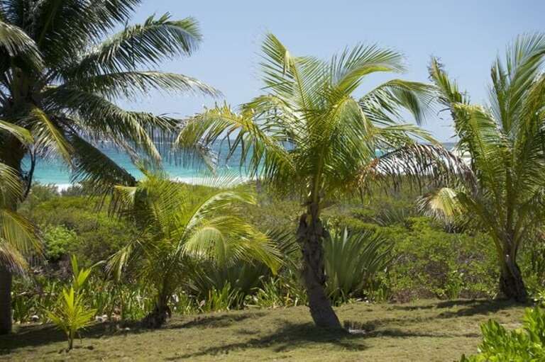 Our back yard palm garden.