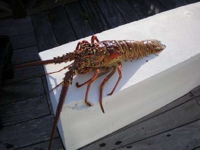 Lobster dinner caught on the reef, right offshore...