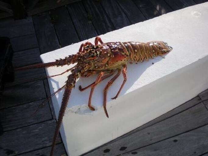 Lobster dinner caught on the reef, right offshore...