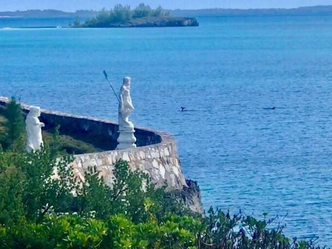 Dolphins playing in the water off Neptune Cove.