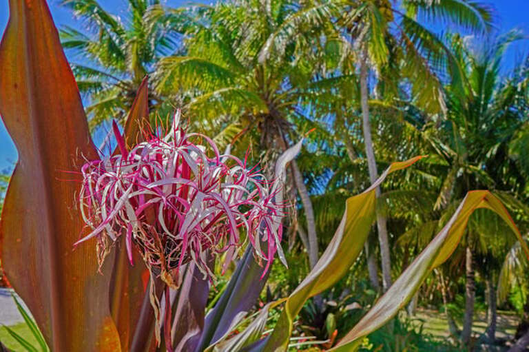 Gardens for you to enjoy!