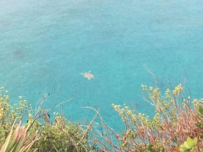 One of the many resident sea turtles One of the many resident sea turtles