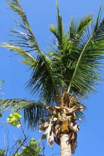 Coconut Palms - Pick Your own Coconuts