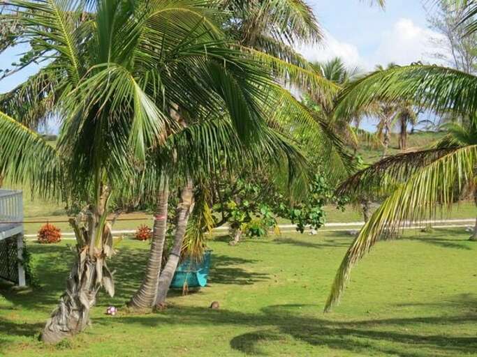Hammock and Lawn Area